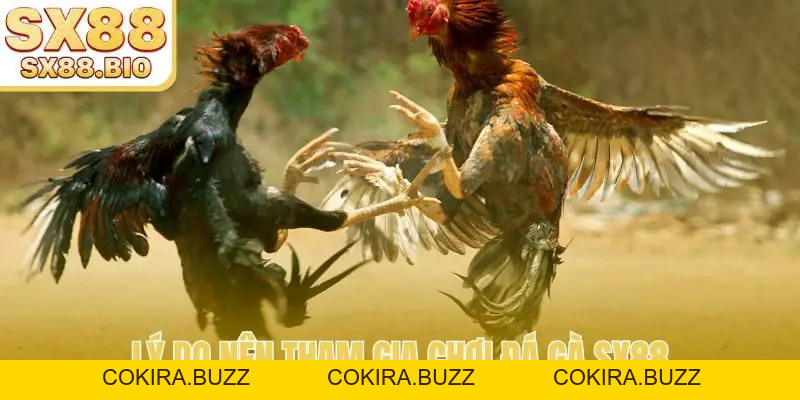 Đá Gà SX88 - Mãn Nhãn Với Trận Đấu Uy Tín Hàng Đầu - COKIRA